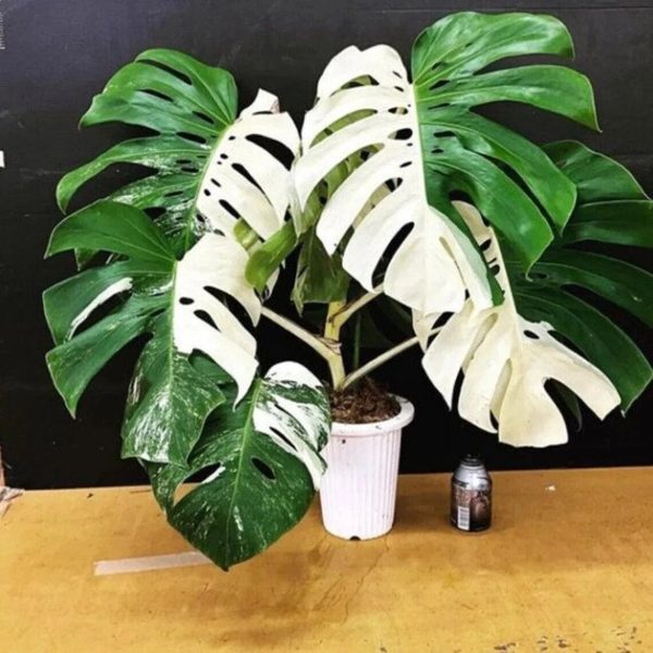 MONSTERA