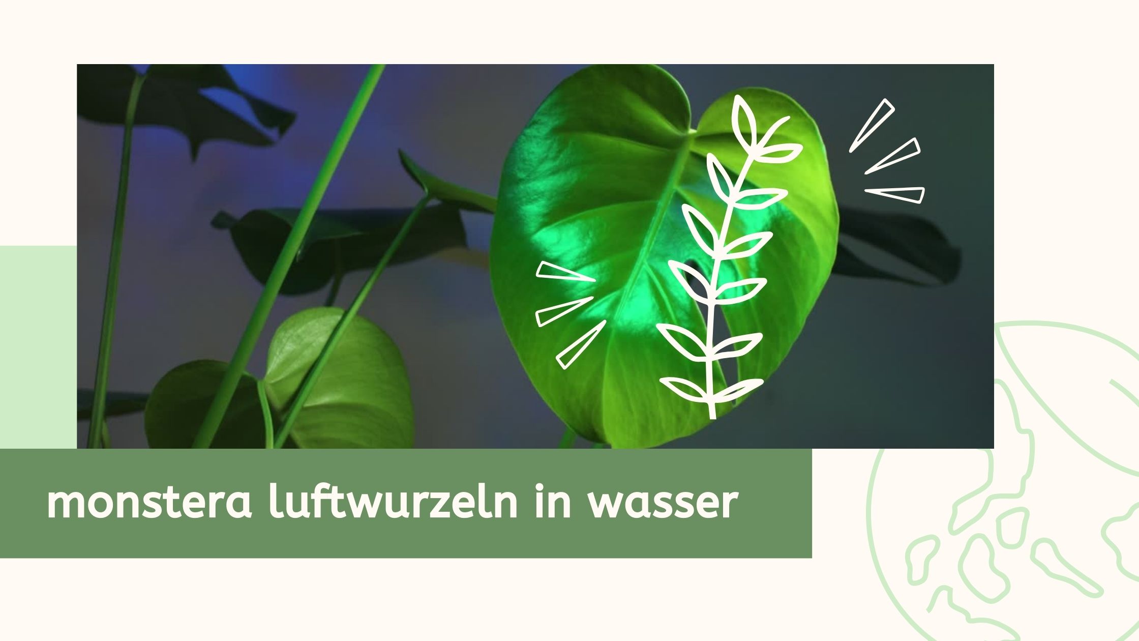 monstera luftwurzeln in wasser